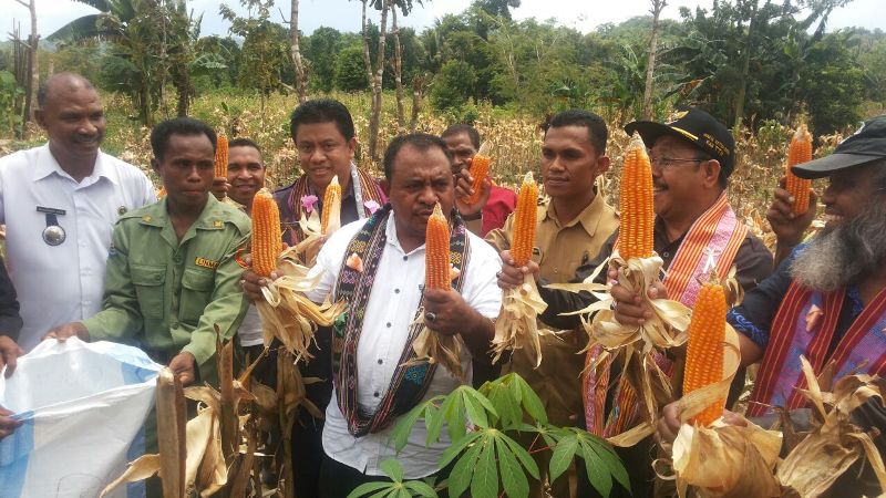 Bupati TTU, Raymundus Sau Fernandez ketika melakukan panen jagung perdana di desa pantae